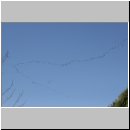 Grus grus - Kranich 11.jpg